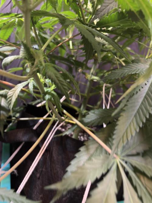 Slurricaine. Week 11