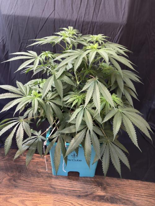 Slurricaine. Week 11