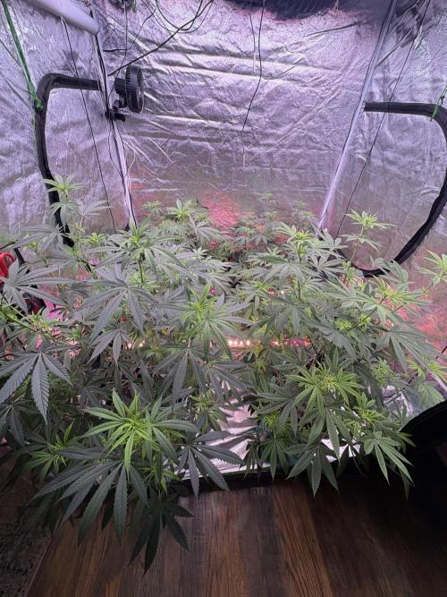 Slurricaine. Week 11