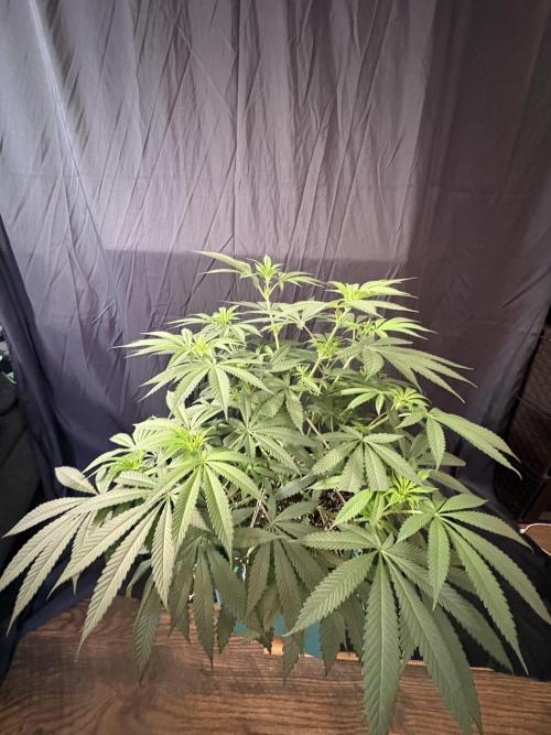 Wedding Gelato. Week 11