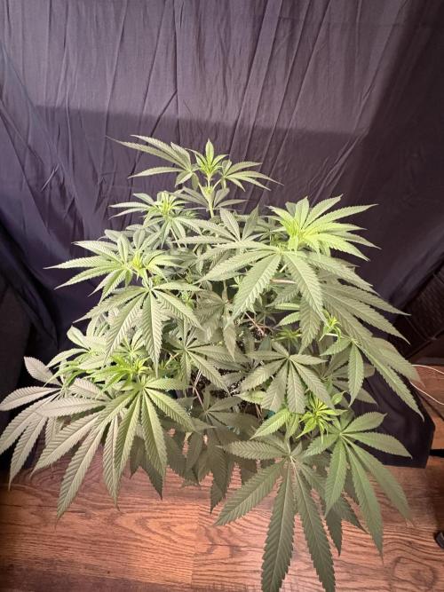 Wedding Gelato. Week 11