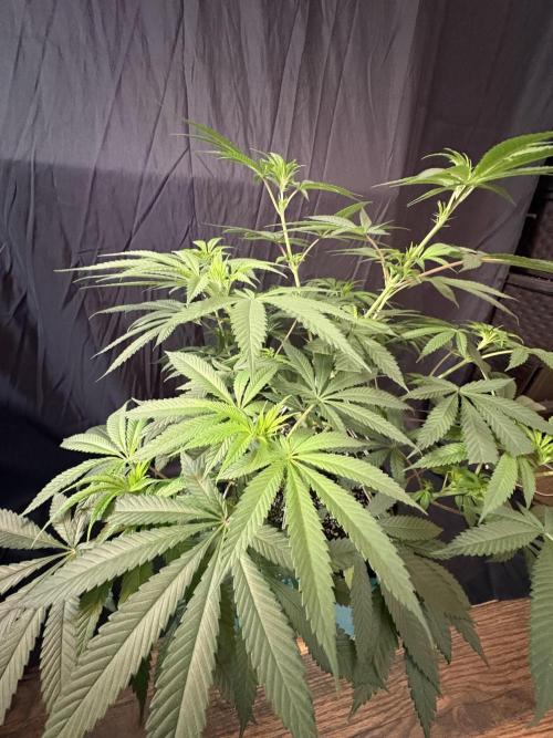 Wedding Gelato. Week 11