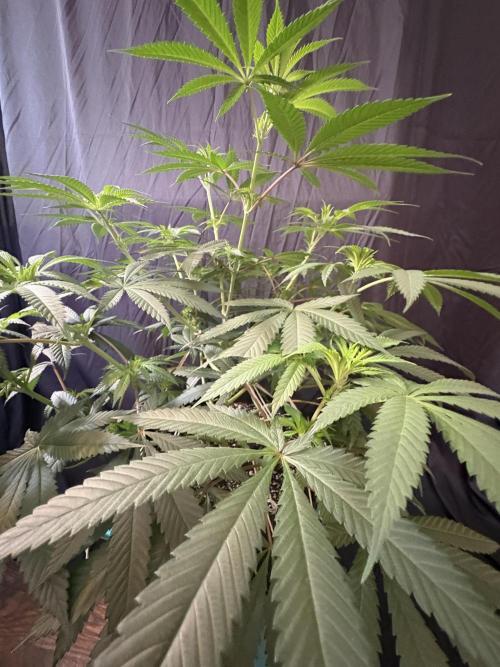 Wedding Gelato. Week 11