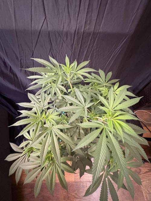 Wedding Gelato. Week 11