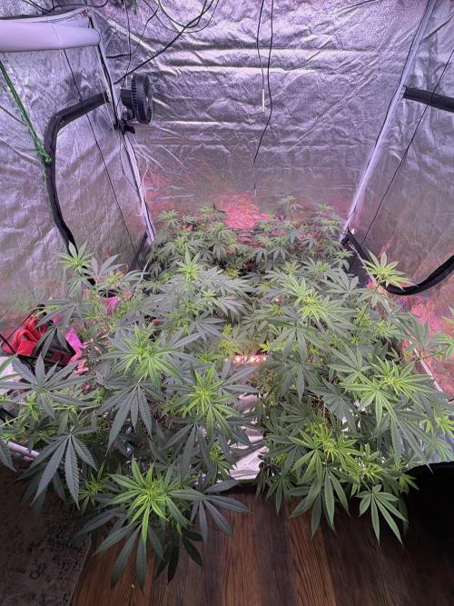 Wedding Gelato. Week 11