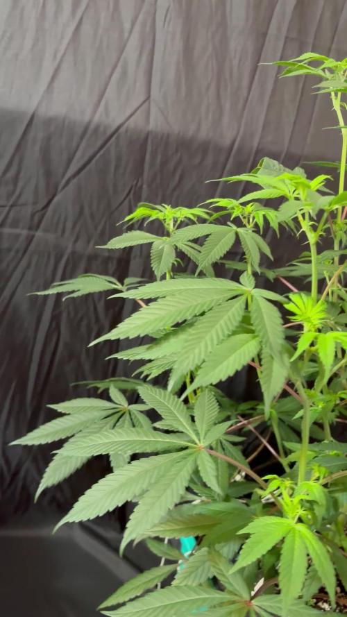 Straw-Lectric Lemonade