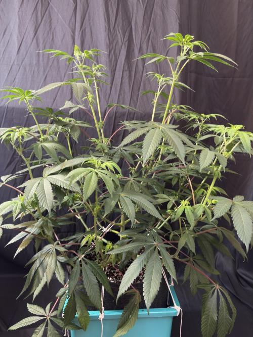 Straw-Lectric Lemonade. Week 11