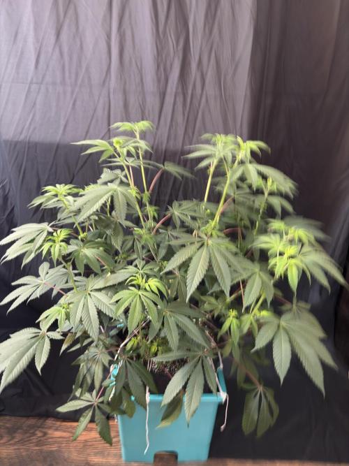 Straw-Lectric Lemonade. Week 11