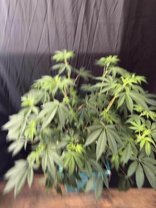 Straw-Lectric Lemonade. Week 11