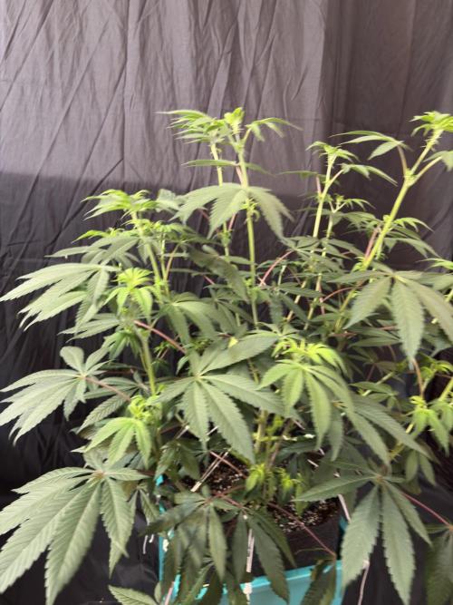 Straw-Lectric Lemonade. Week 11