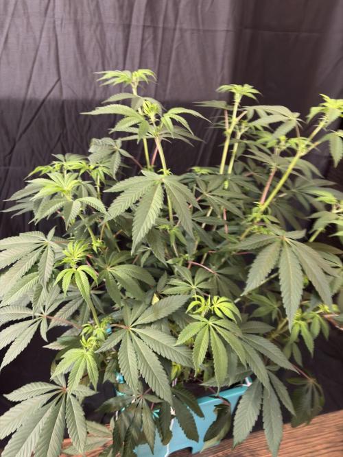 Straw-Lectric Lemonade. Week 11