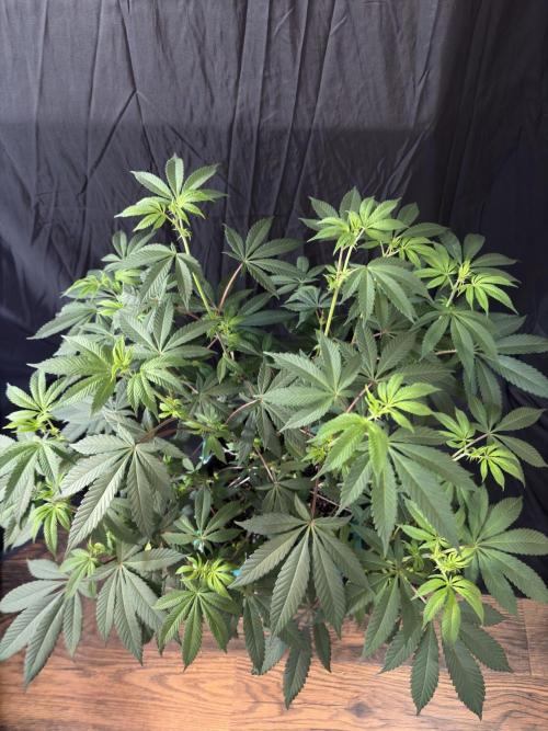 Straw-Lectric Lemonade. Week 11