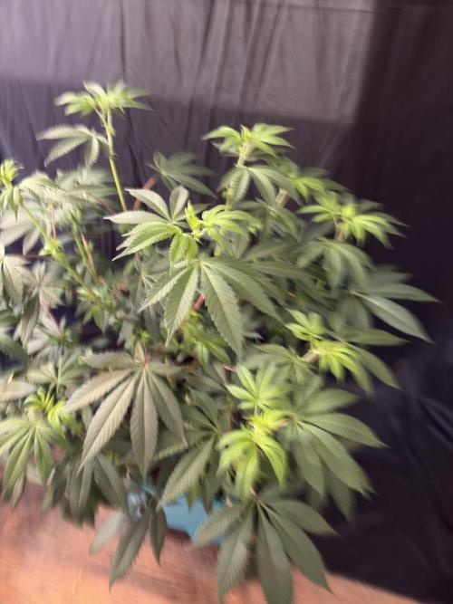 Straw-Lectric Lemonade. Week 11