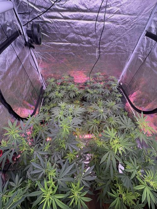 Straw-Lectric Lemonade. Week 11