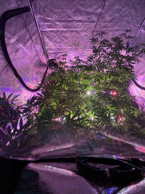 Straw-Lectric Lemonade. Week 11