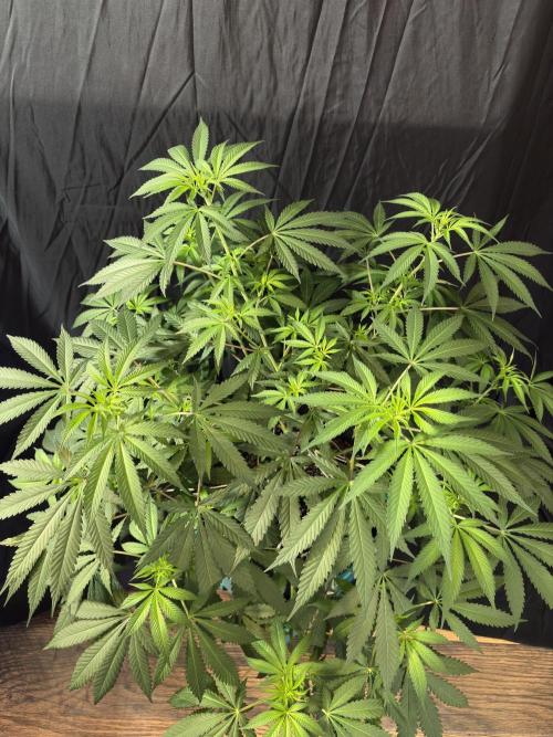 Lemon Cherry Gelato. Week 11