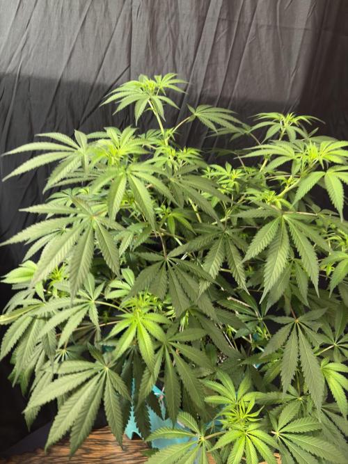 Lemon Cherry Gelato. Week 11