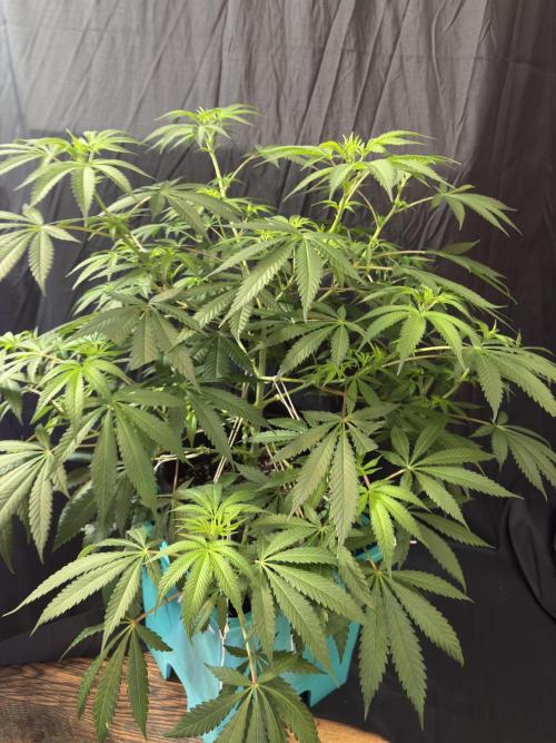 Lemon Cherry Gelato. Week 11