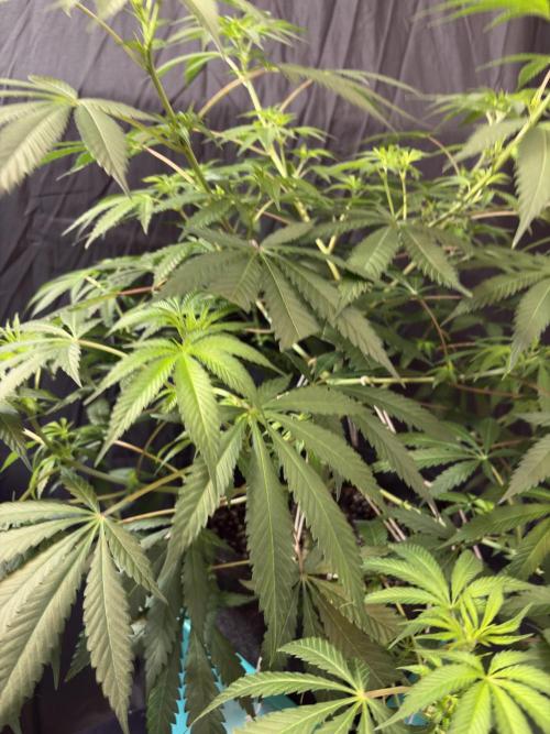 Lemon Cherry Gelato. Week 11