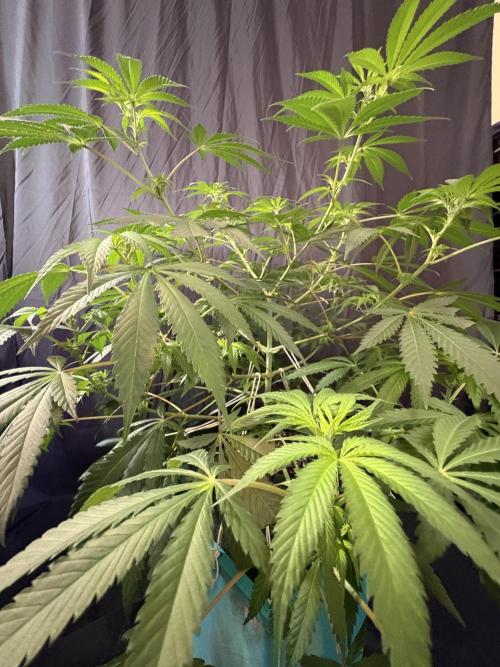 Lemon Cherry Gelato. Week 11