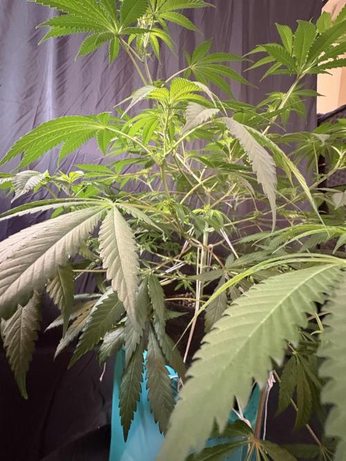 Lemon Cherry Gelato. Week 11