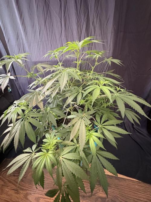 Lemon Cherry Gelato. Week 11