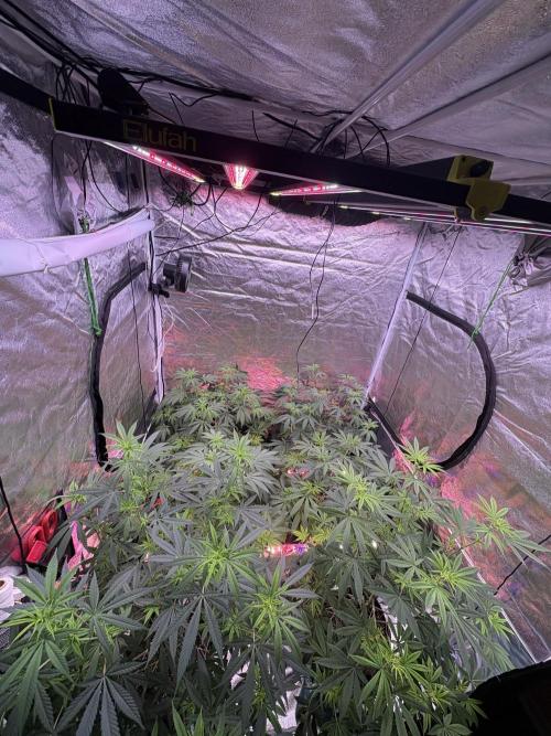 Lemon Cherry Gelato. Week 11