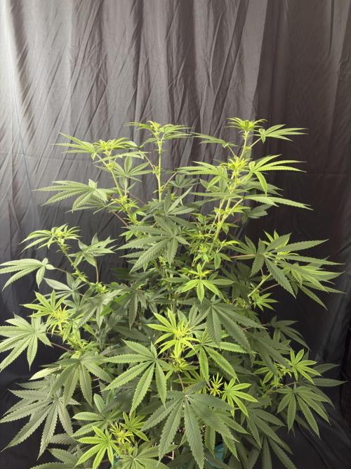 Truffle Jordan. Week 11