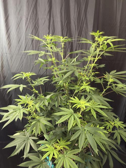 Truffle Jordan. Week 11