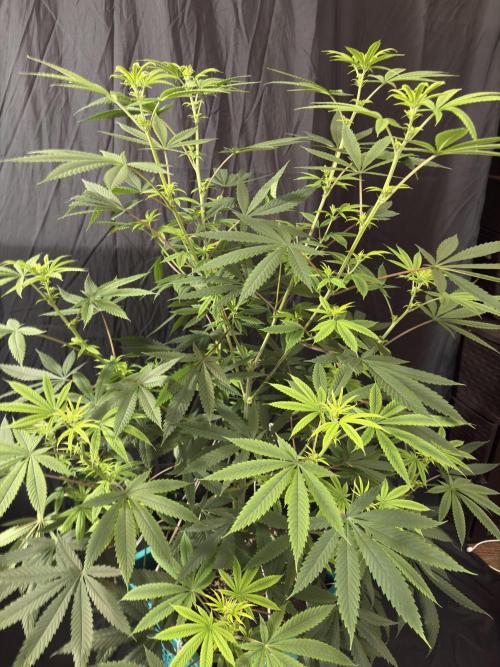 Truffle Jordan. Week 11