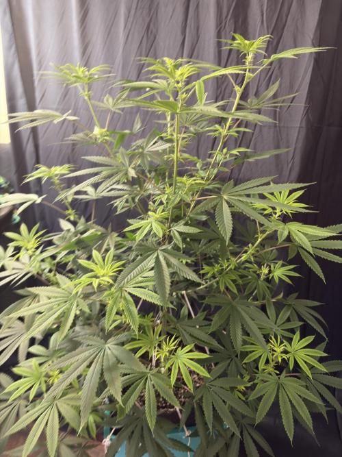 Truffle Jordan. Week 11