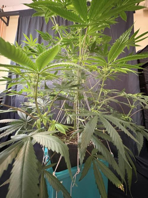 Truffle Jordan. Week 11