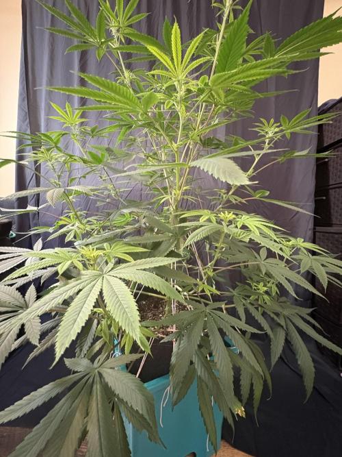 Truffle Jordan. Week 11