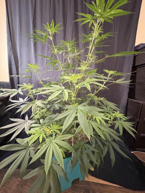 Truffle Jordan. Week 11