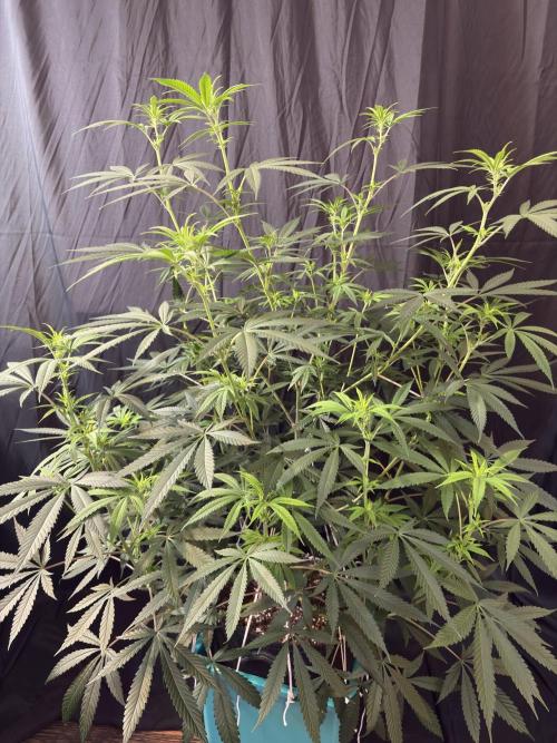 Black Sugar 2.0. Week 11