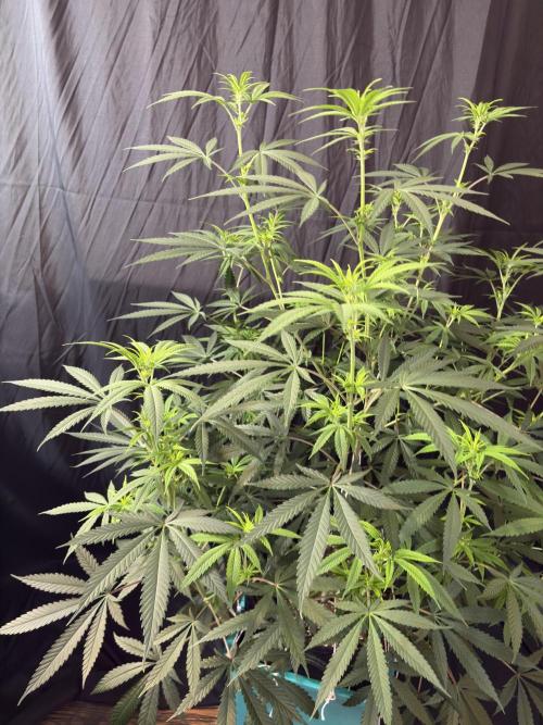 Black Sugar 2.0. Week 11