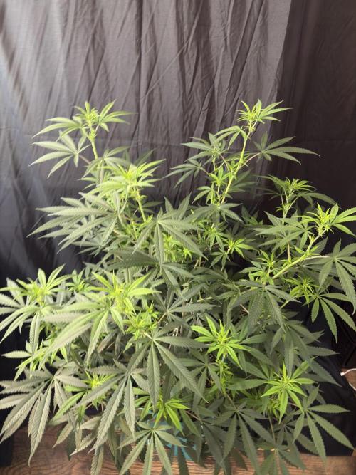 Black Sugar 2.0. Week 11