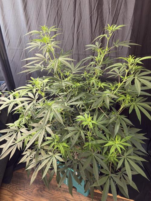 Black Sugar 2.0. Week 11