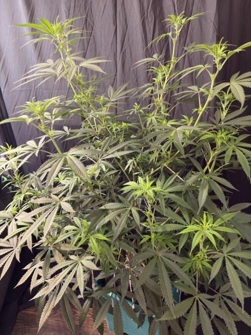 Black Sugar 2.0. Week 11