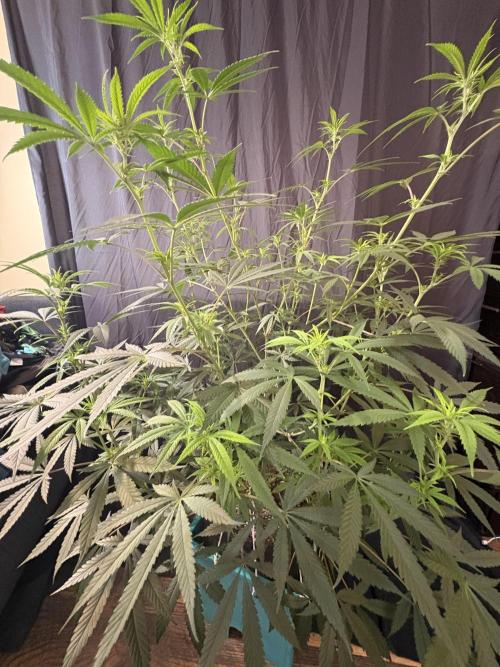 Black Sugar 2.0. Week 11