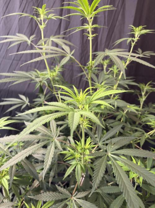 Black Sugar 2.0. Week 11