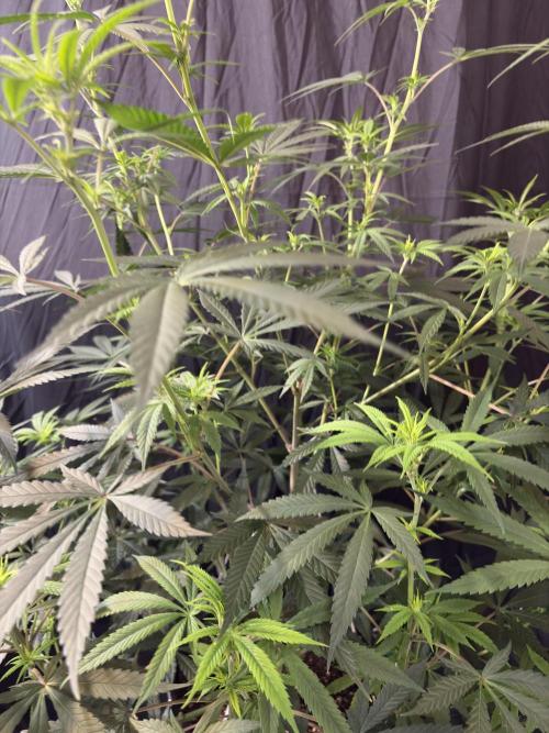 Black Sugar 2.0. Week 11