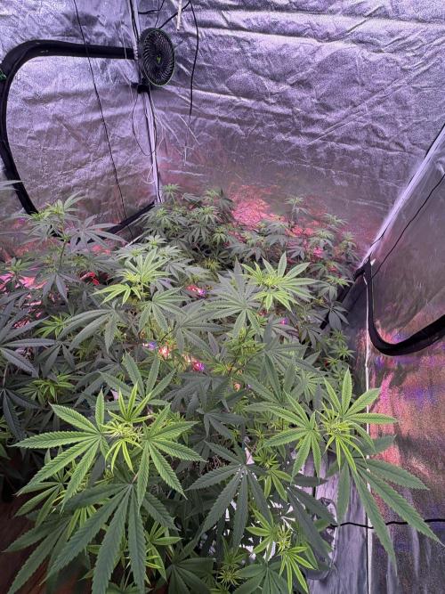 Black Sugar 2.0. Week 11