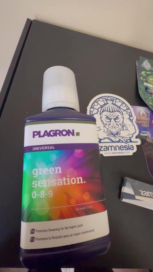 2026 Eternity Grow Cup