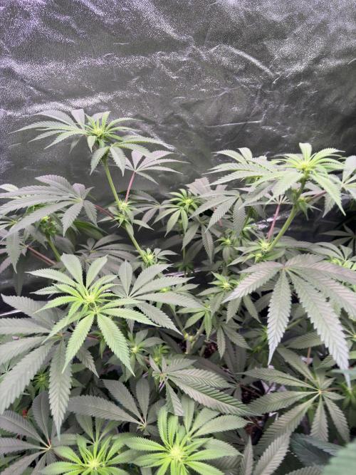 Slurricaine. Week 12