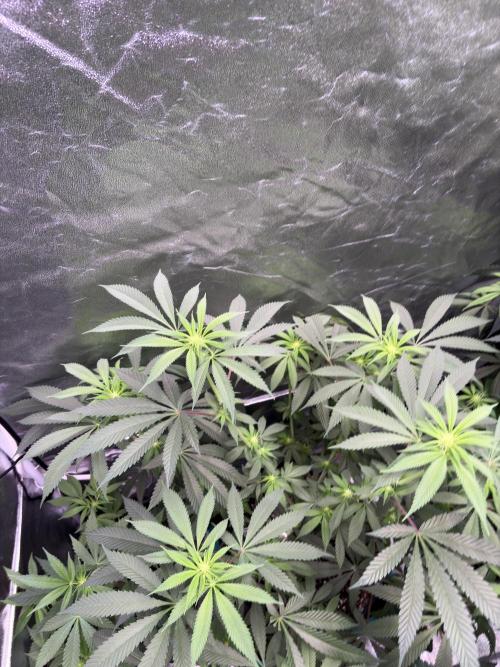 Slurricaine. Week 12