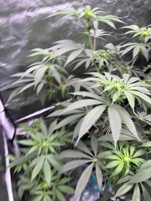 Slurricaine. Week 12