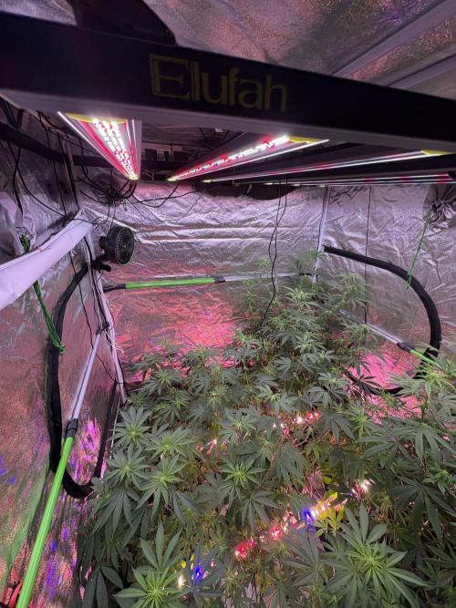 Slurricaine. Week 12