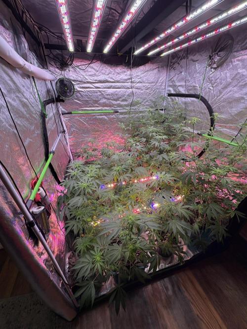 Slurricaine. Week 12