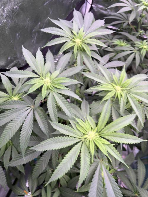 Wedding Gelato. Week 12